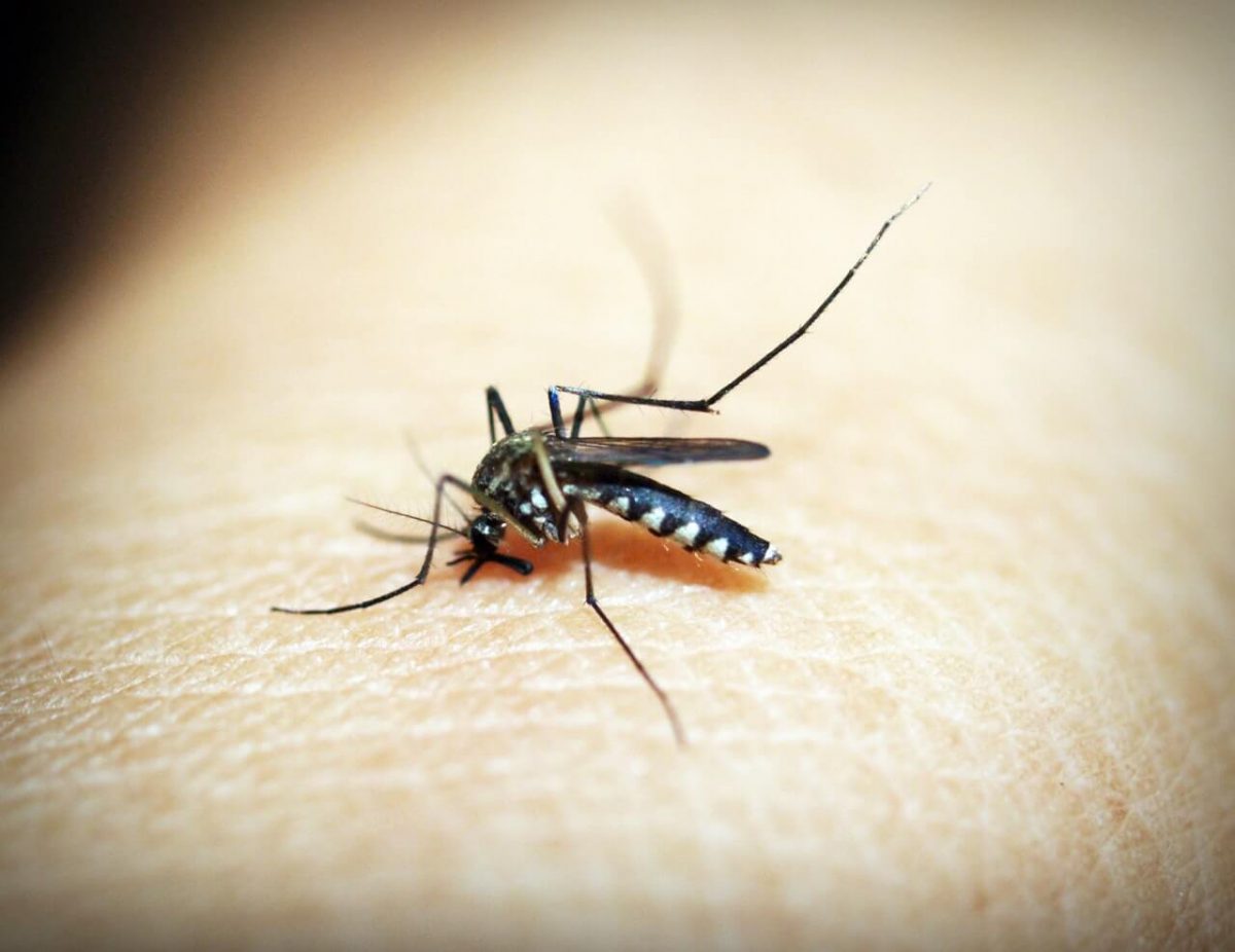 wat-helpt-tegen-muggenbeten-tipify-2