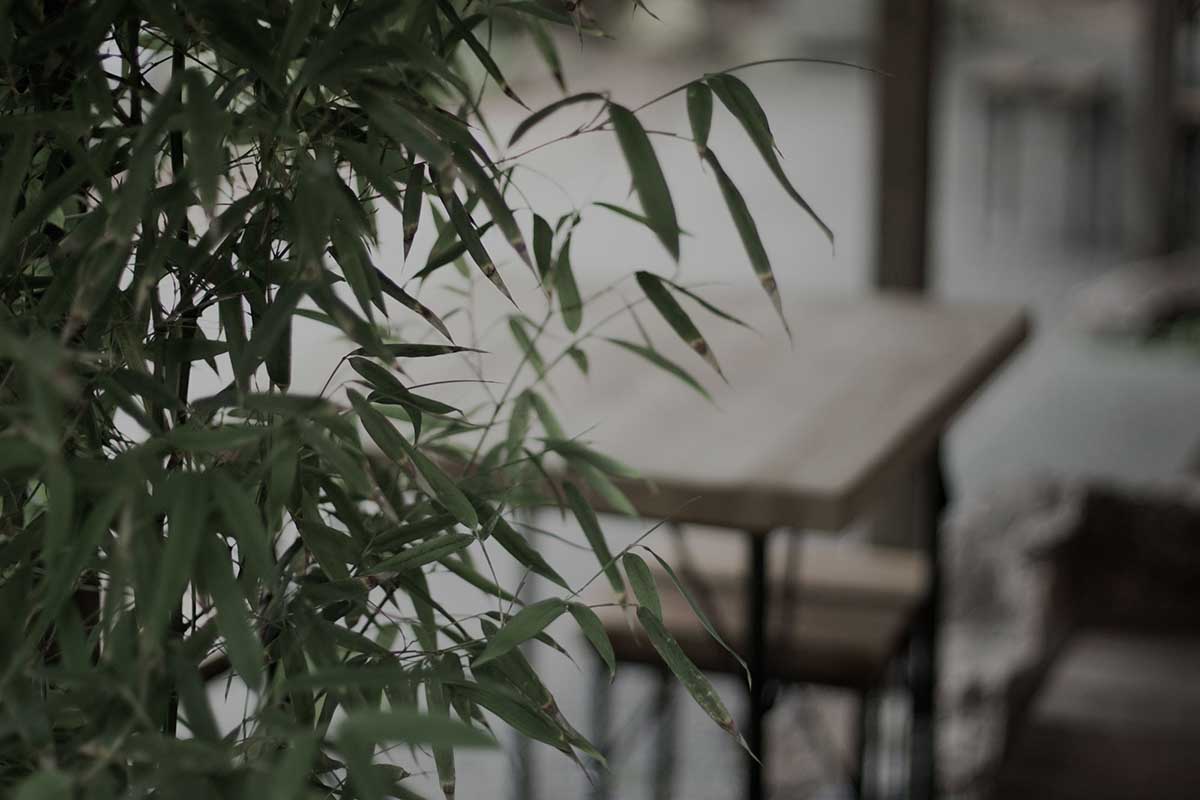 bamboe-in-de-tuin-tipify