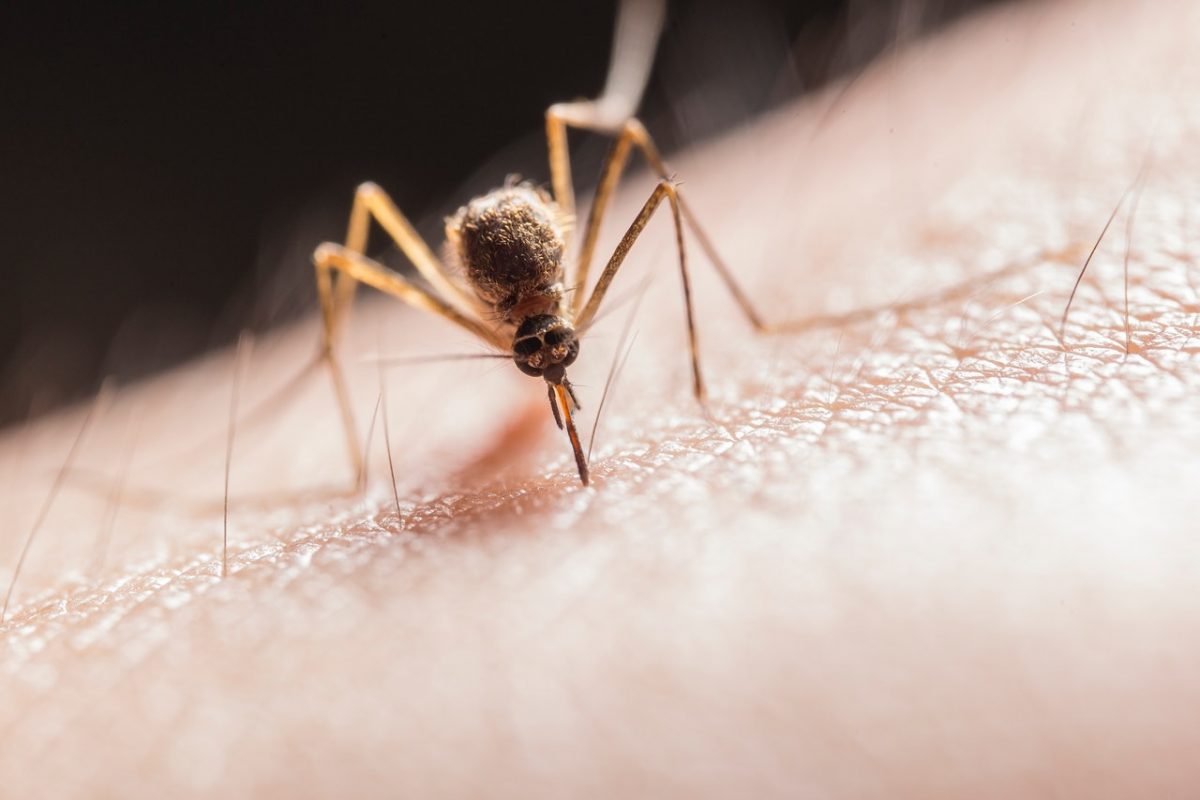 tips-tegen-muggen-tipify